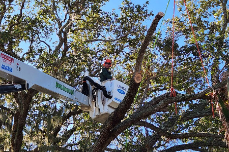 crane during tree removal in Titusville, Florida